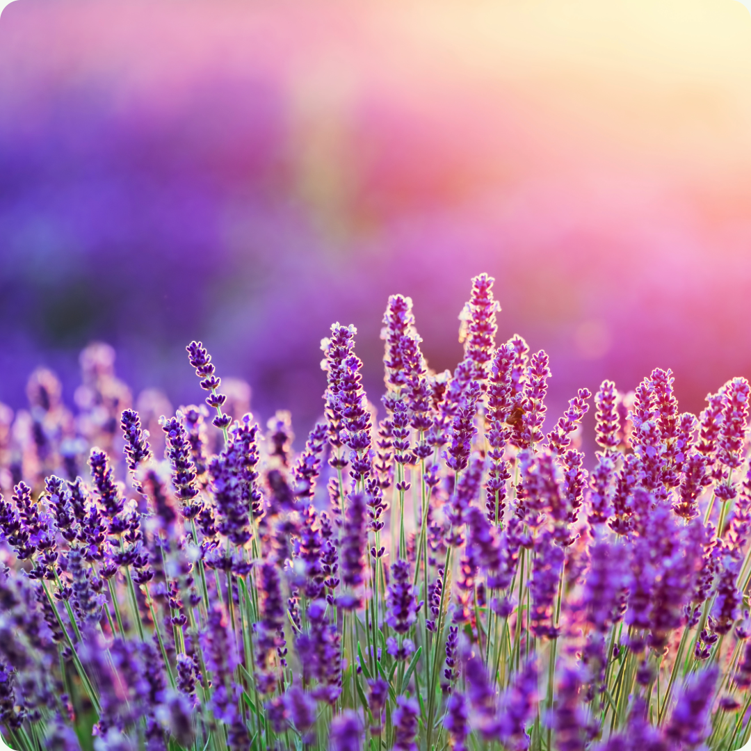 Discover the Soothing Scent of Lavender