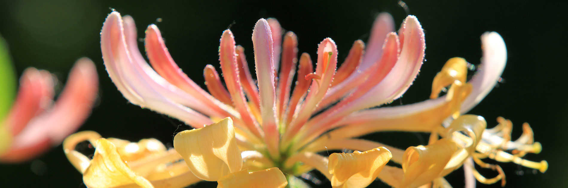 All Praise the Honeysuckle! - Salt of the Earth Natural Deodorants